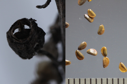 サワギキョウの生活史