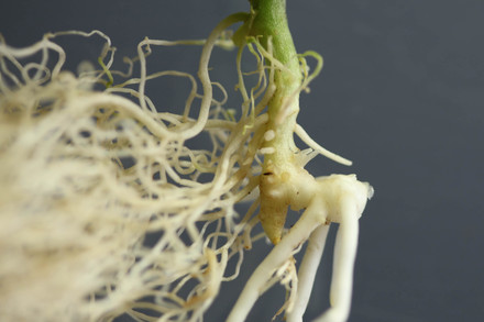 サワギキョウの生活史