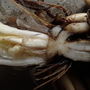 リュウキンカの生活史および種子散布特性について
